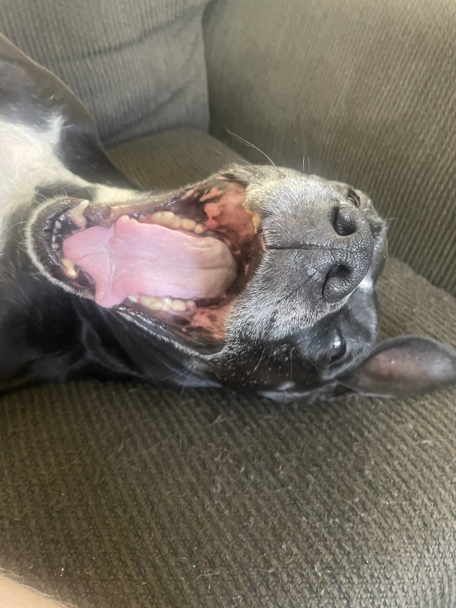 muaythailevi_'s tweet image. Have y’all had your dose of Munchie today?