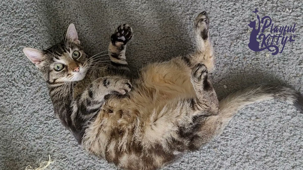 Playful Kitty tweet media