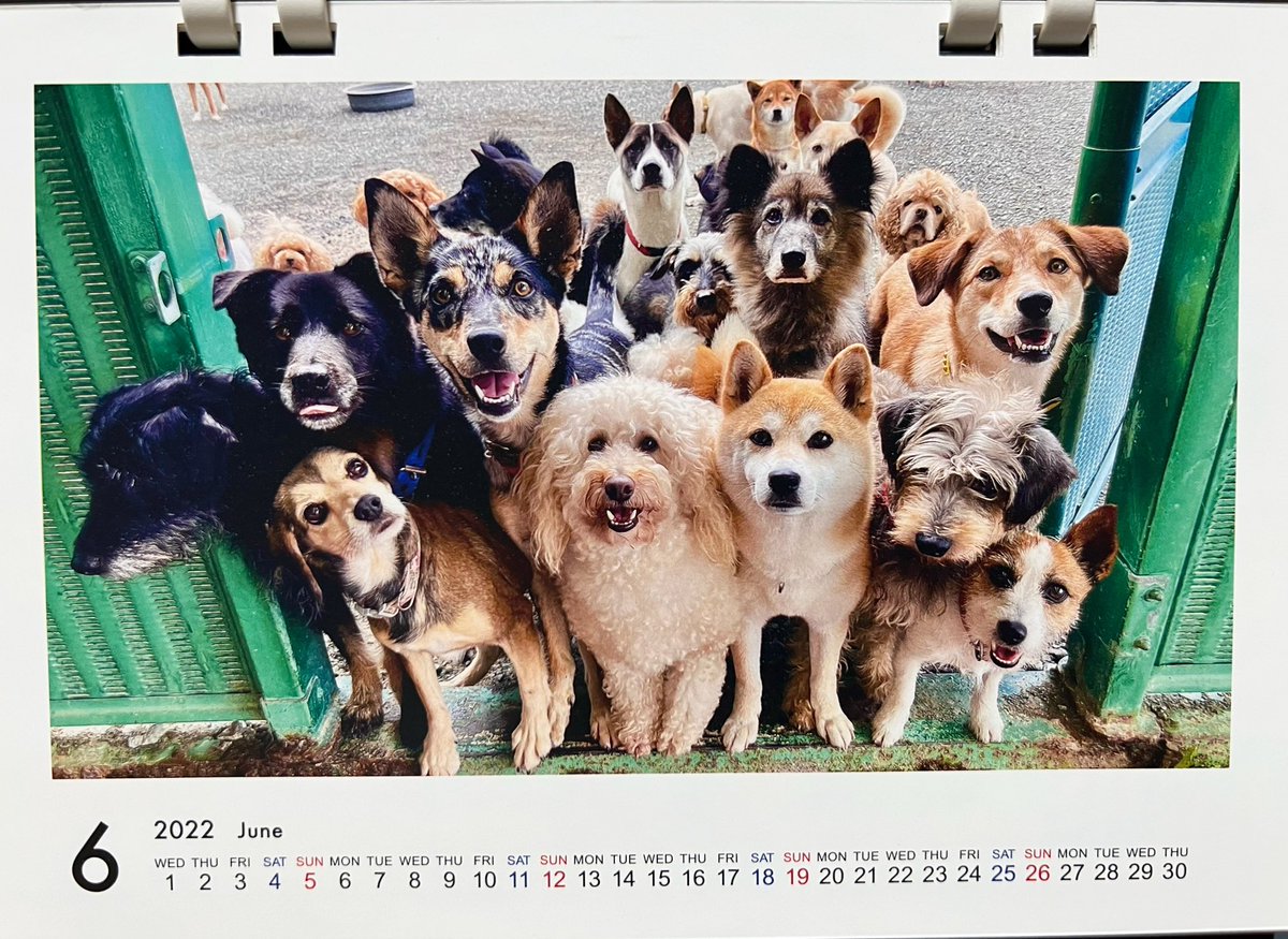 6月になりました！ 6月のカレンダーはわんちゃん達てんこ盛り😆 雨で
