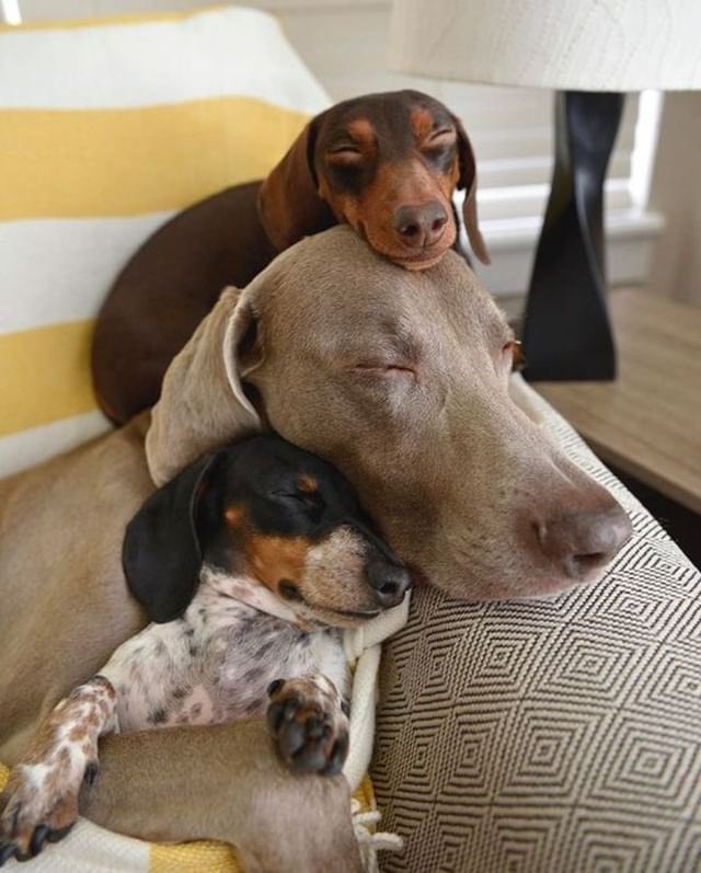 dog_rates's tweet image. This is Indiana, Harlow and Reese. Harlow only sleeps well in the center of a dachshund sandwich. Thankfully, Indiana and Reese are always available. 14/10 for all