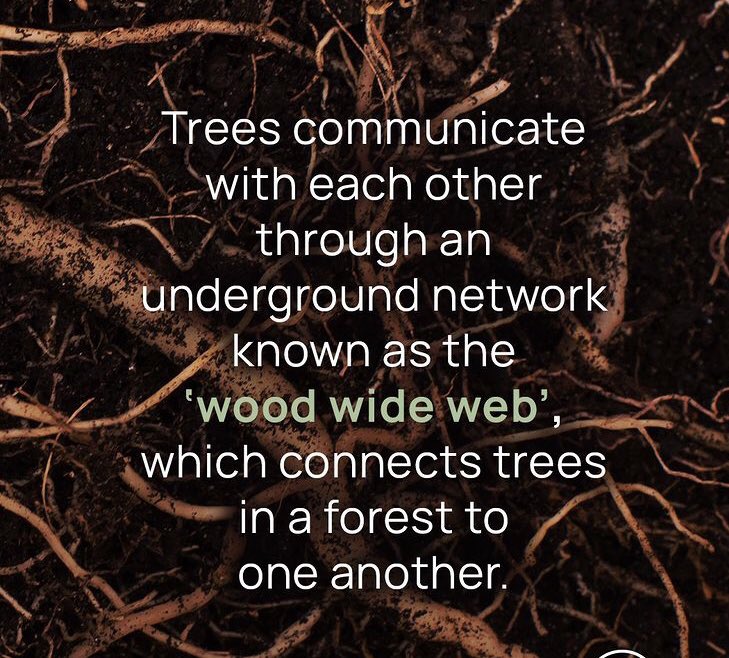 greenforcerob's tweet image. 