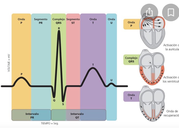 DocMPortela's tweet photo. Un poco de medicina clínica. En el enlace que os dejo podéis descargaros  el “Atlas de Electrocardiografía extrahospitalaria del SUMMA112:1000 electros” 🚑 Está realizado con EKG reales https://t.co/DinKUNXPTJ https://t.co/aFnLQaGP5q