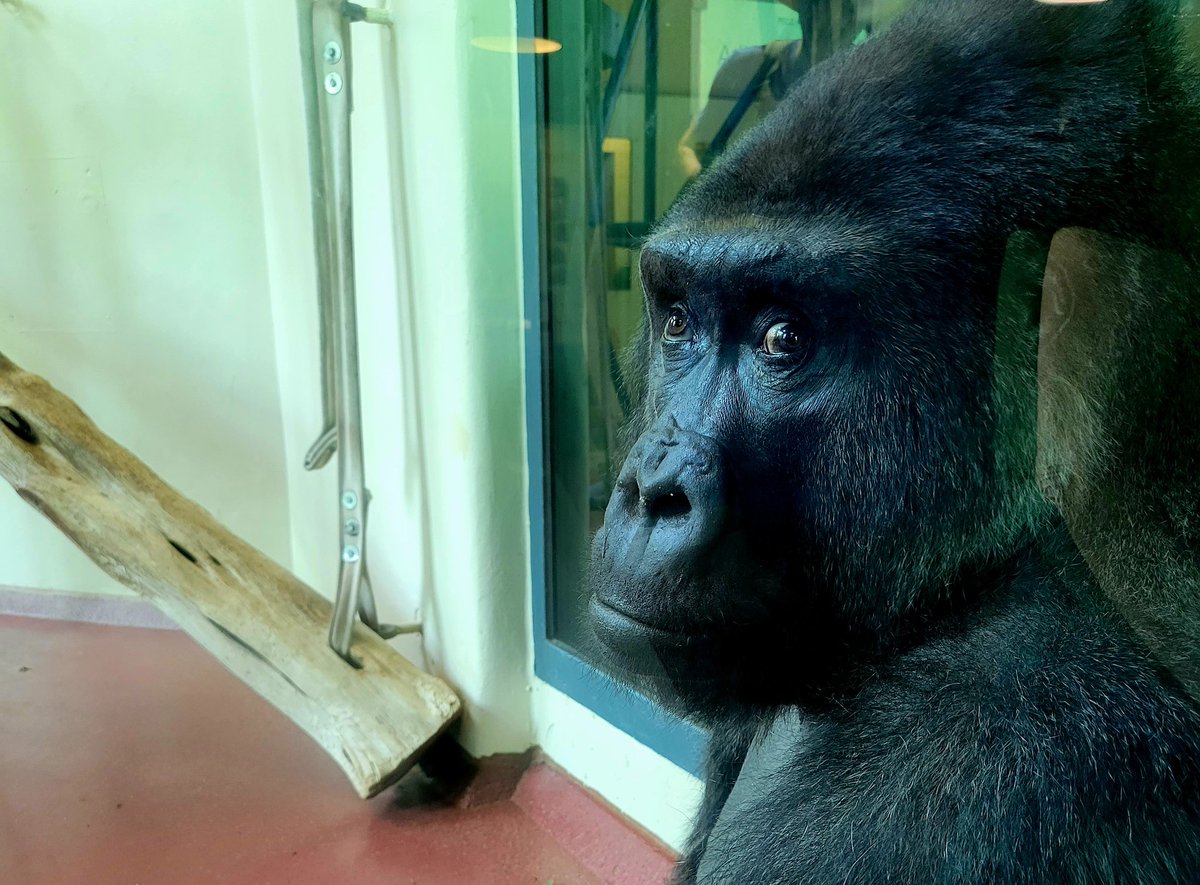 BioteachNg's tweet image. Fun times at @phillyzoo with MAST NHS students today! @MAST_SandyHook @nhs_njhs