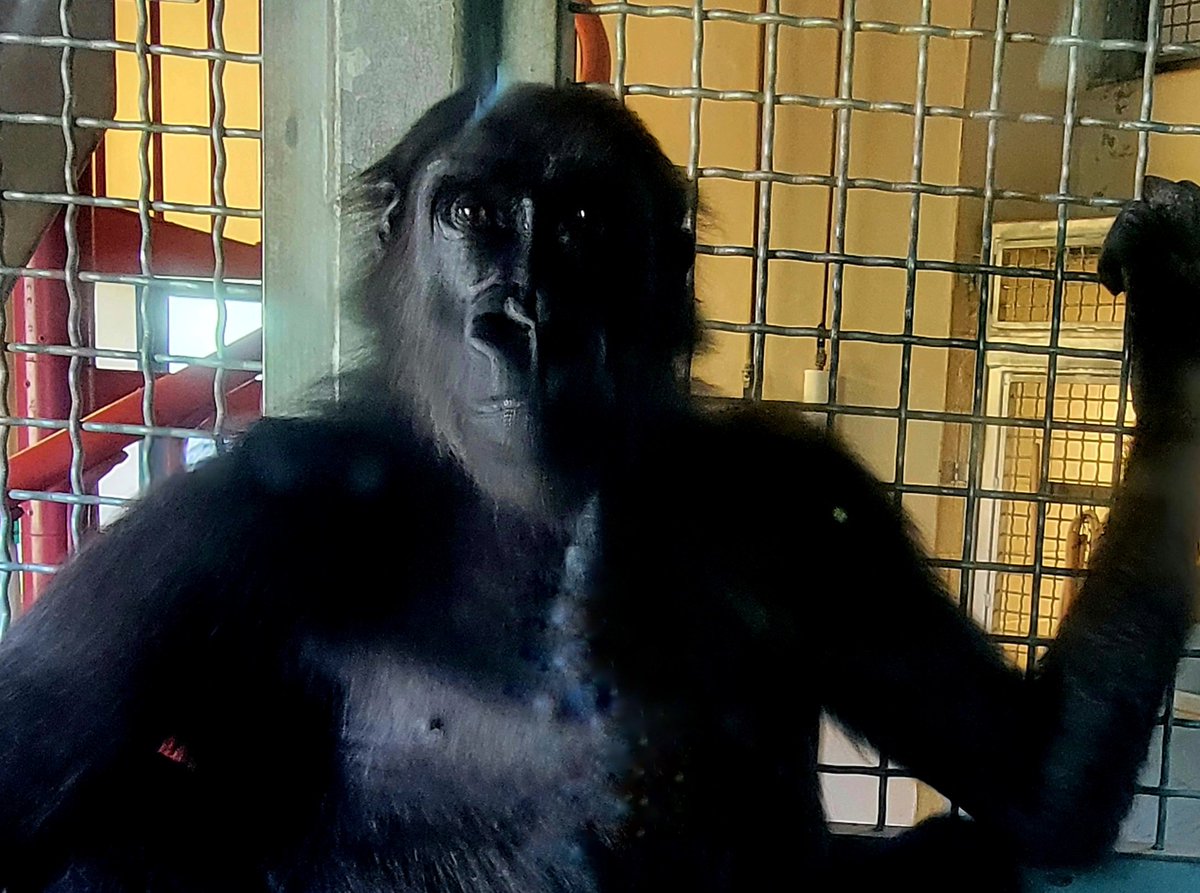 BioteachNg's tweet image. Fun times at @phillyzoo with MAST NHS students today! @MAST_SandyHook @nhs_njhs