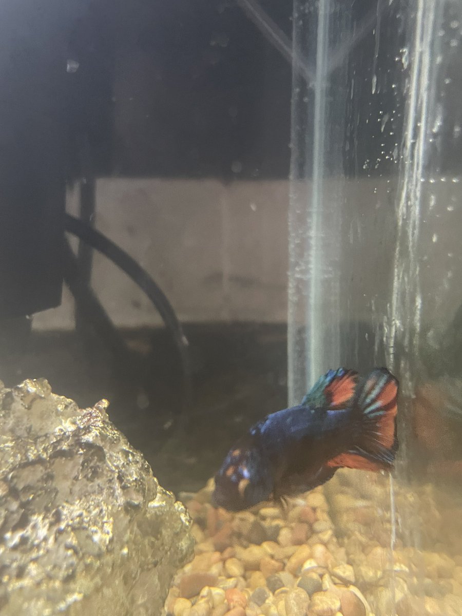 Armadylliz's tweet photo. Dang. Didn’t realize how much our Berta fish changed colors until recently. https://t.co/qGWMjiGBxn