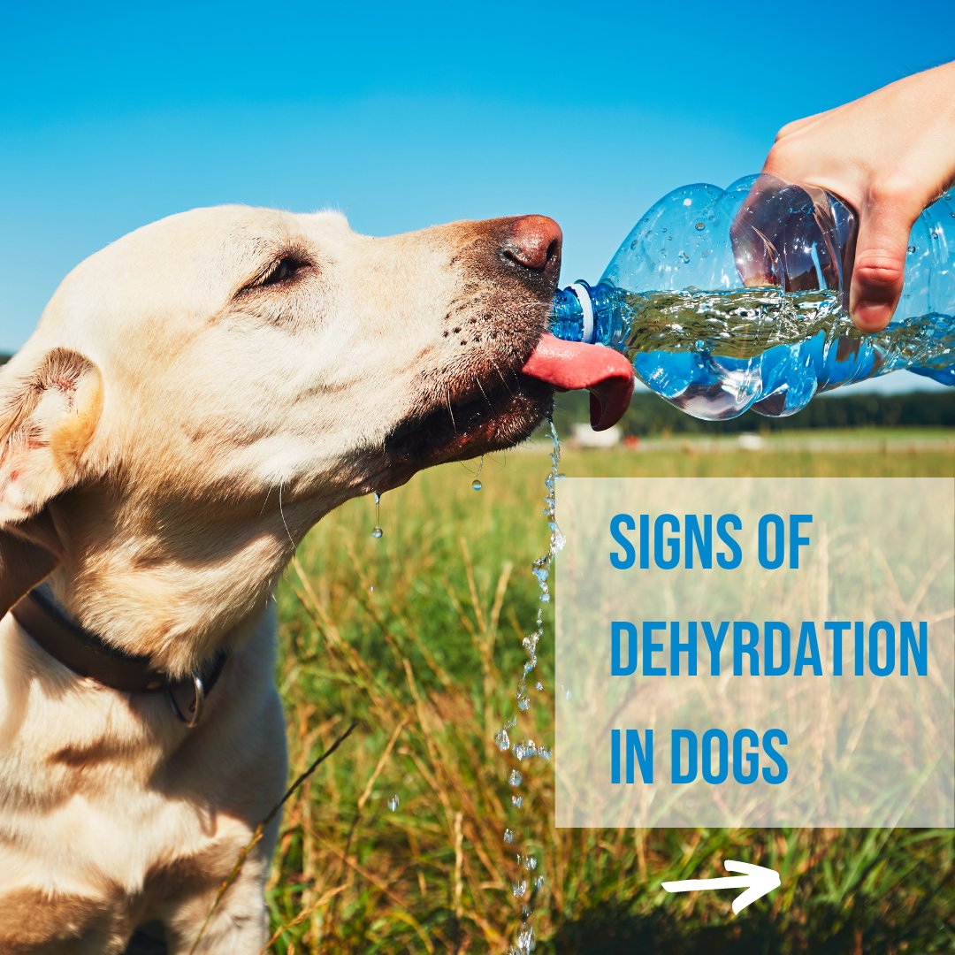 Can Dehydration Cause Kidney Failure In Dogs
