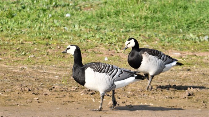 Barnacle Goose male and female