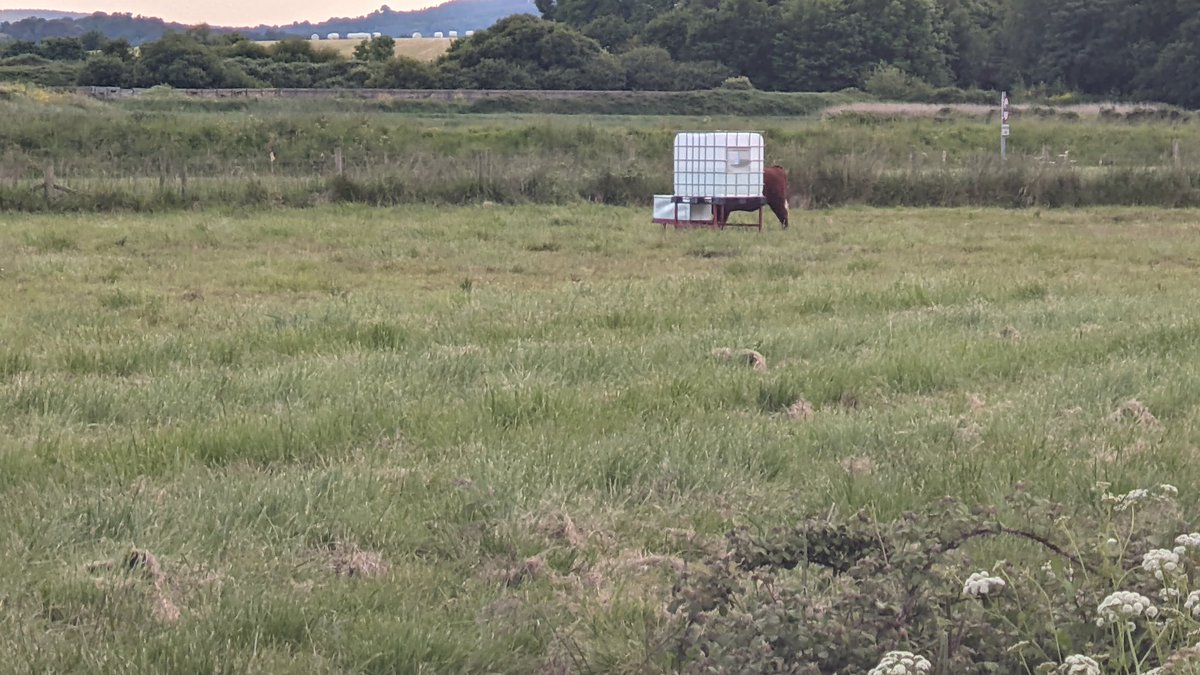 The local <a href="/dartsfarm/">Darts Farm</a> bullock thought he'd found a good place for hide and seek
