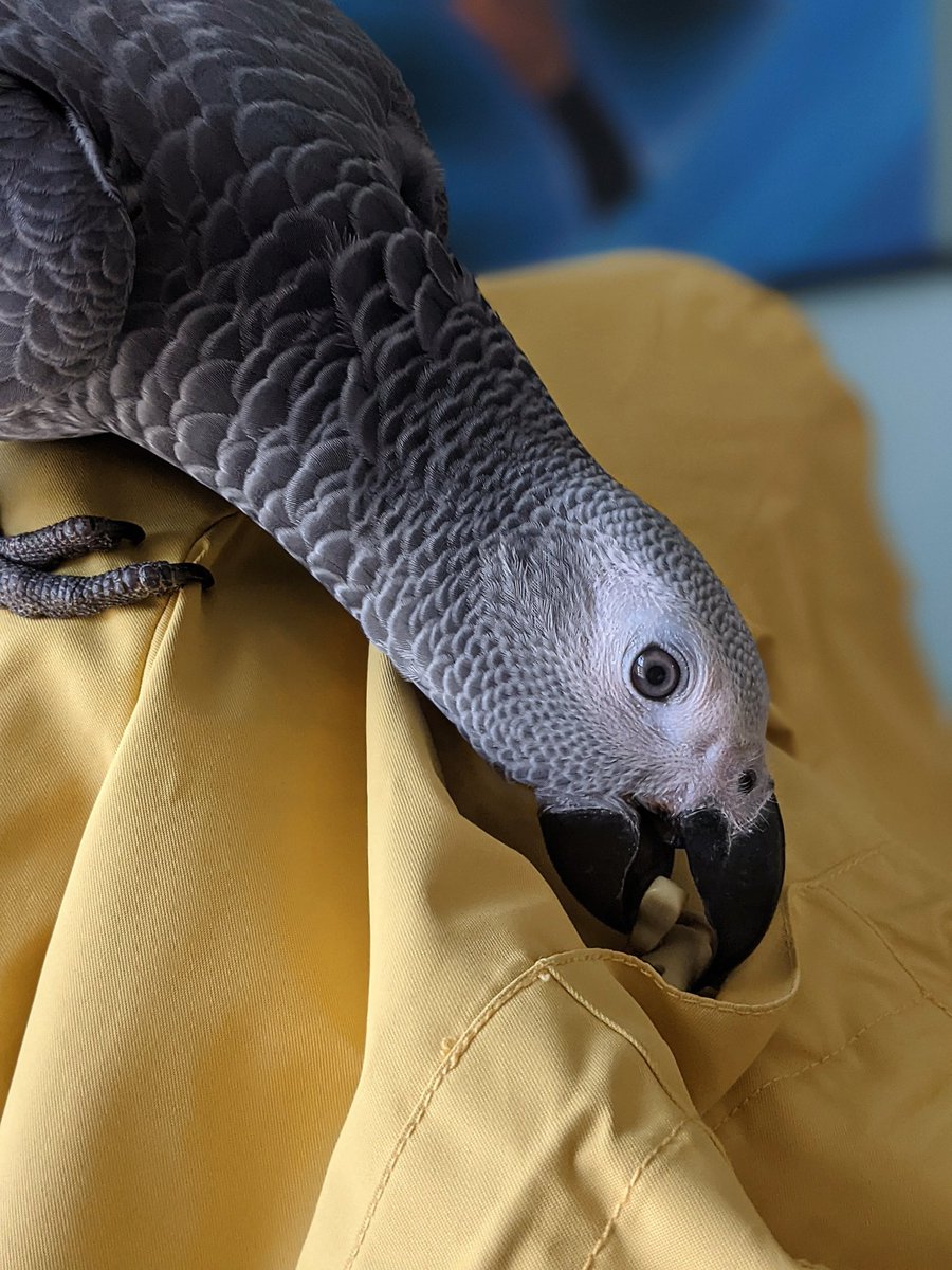 Riku_The_Parrot's tweet photo. New jacket = new chew toy 👍
New parrot toy = new danger 🤦♂️
#parrotsforlife #cuteparrots #NaughtyPets #petownerstruggles #petownerproblems https://t.co/WJOSrwEBqH