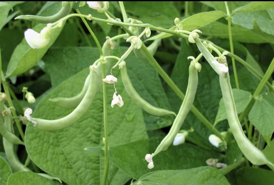 Comment semer ses haricots verts

Et bonjour les potapotes,
 J' ai enfin fait mon 1er semis de haricots verts de l'année, c'est une culture que j'apprécie faire chaque année
petit-potager.com/blog/cultiver/…

Aller je vais retourner à mon arrosage (les plantes ont soif)