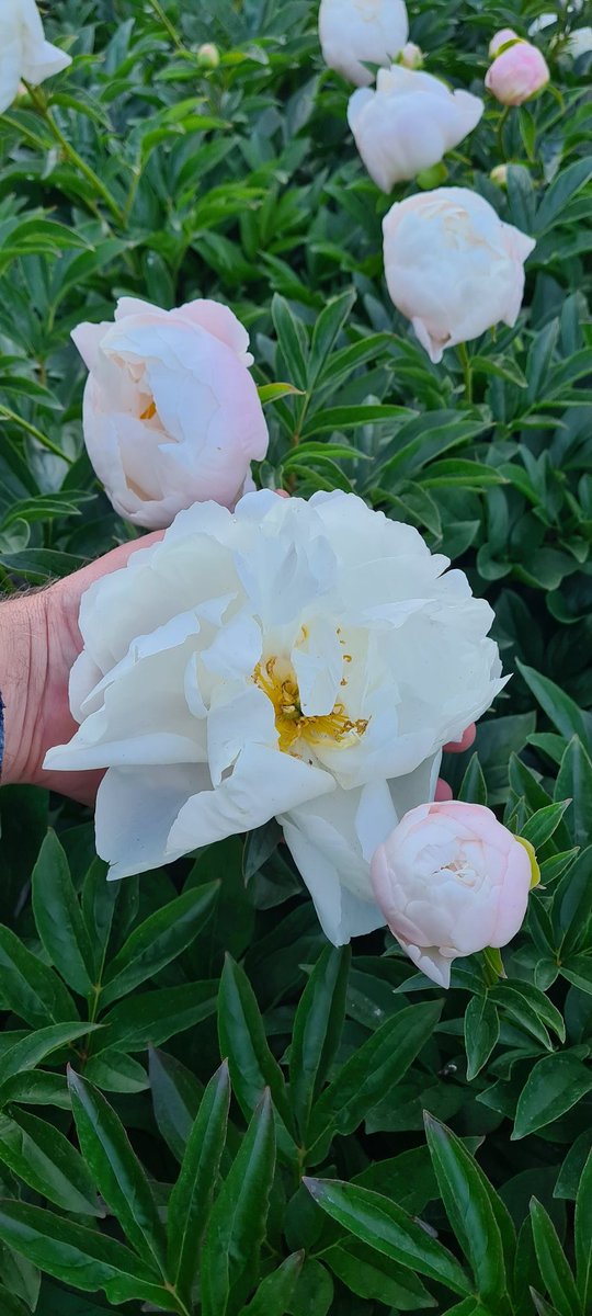BylinySwierk's tweet photo. Wyjątkowo piękna odmiana #Paeonia #MissAmerica.
#szkółka #bylin #BylinyŚwierk #perennials #Flowers https://t.co/lxV3zlJ5fj