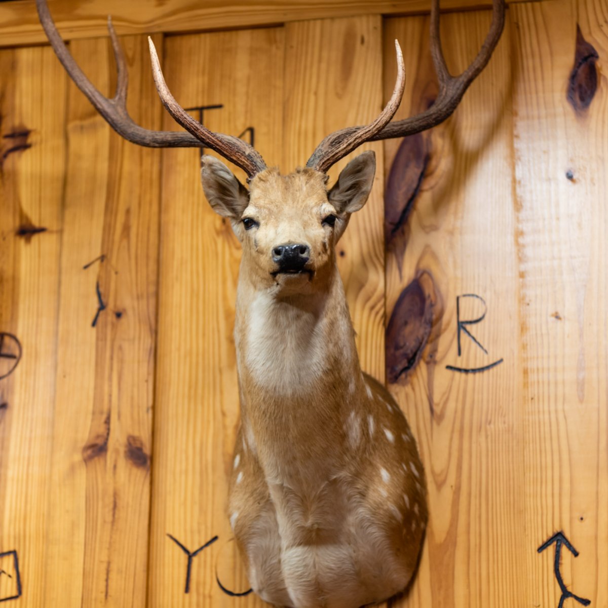 TexasHuntRanch's tweet photo. It's time to start having fun again, and there's no better way to do that than hunting down your next trophy at Independence Ranch. #ATXHunters https://t.co/MxKjeXzMJO