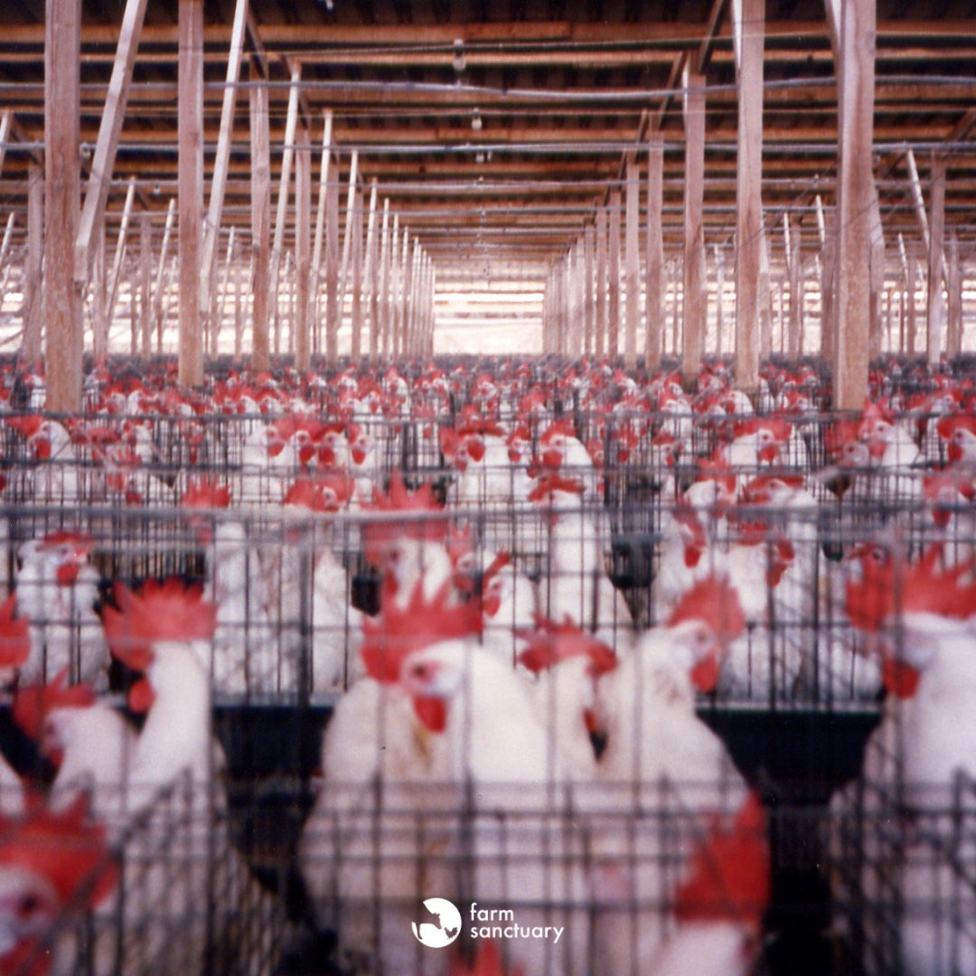 #ProtectProp12 to ensure California continues to prohibit the in-state sale of products from animals confined in tiny cages. #SCOTUS decision could dictate states’ ability to safeguard their residents and the environment from dangerous practices. @CAGovernor <a href="/GavinNewsom/">Gavin Newsom</a>