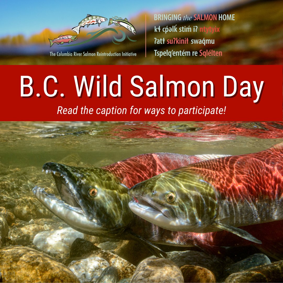 Salmon: A Keystone Species - Pacific Wild