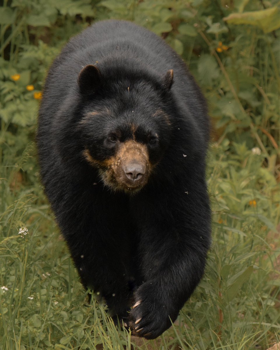 animalswithel's tweet photo. The original Paddington Bear!

#bear #andeanbear #spectacledbear #paddingtonbear #chesterzoo @chesterzoo https://t.co/cypTjhVMId