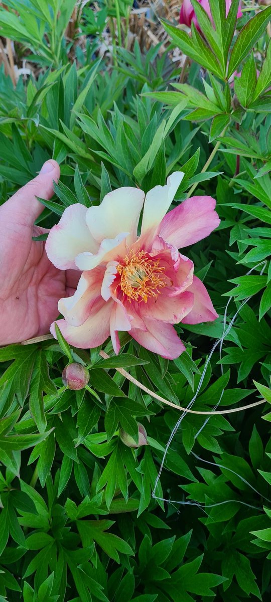 BylinySwierk's tweet photo. Niespotykane wybarwienie #Paeonia z grupy #Itoh #JuliaRose .
#szkółka #perennials #Kwiaty #piwonia #Polska #Poland https://t.co/ewGiFIR7u5