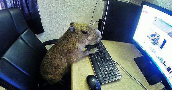 CAPYBARA_MAN tweet picture