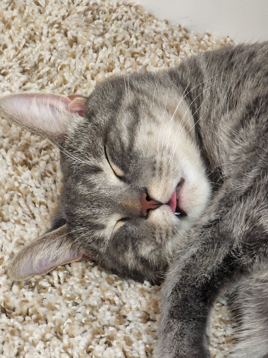 BeanBleps's tweet photo. blep https://t.co/Bua0b4msaB