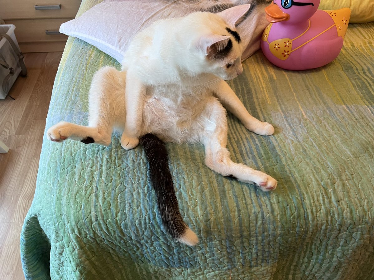 Judith Anton tweet media