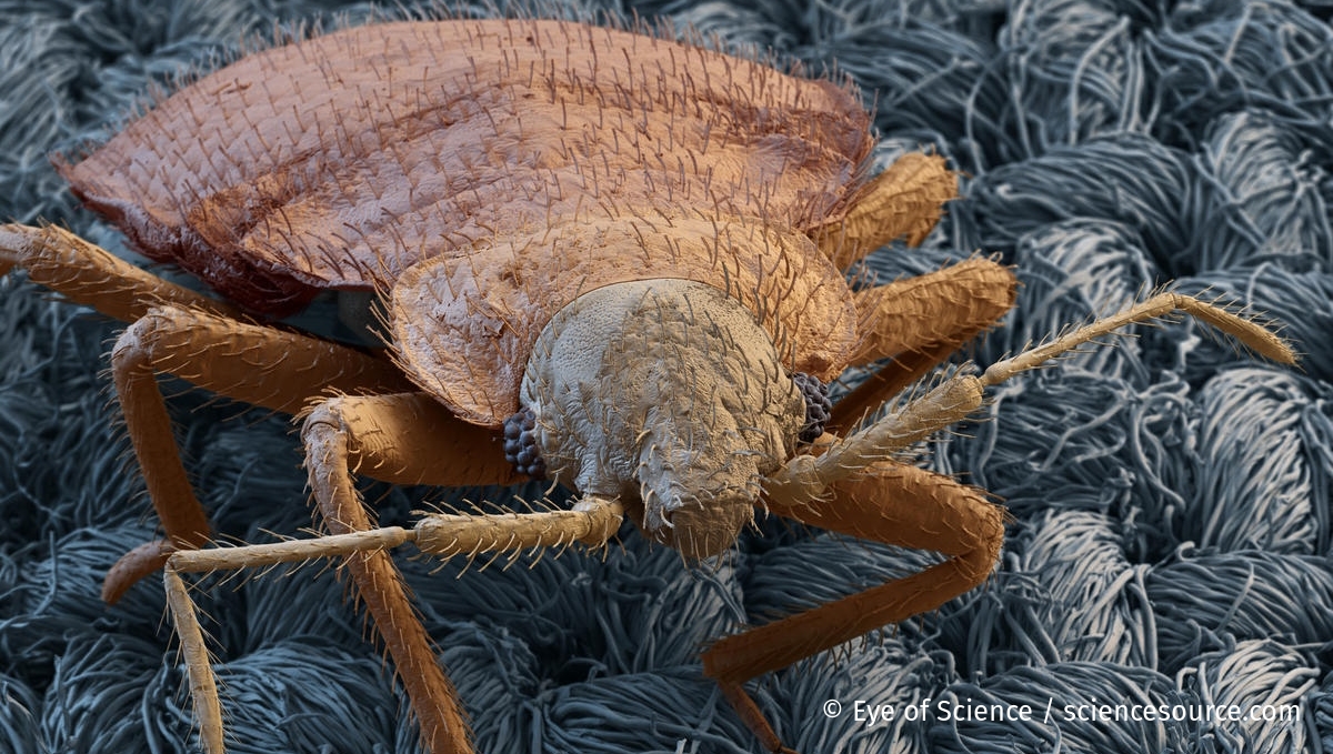ScienceSource's tweet image. Bed Bug on Sheet
Microscope image of a bed bug (Cimex lectularius). This parasite feeds by night on domestic animals and humans. During the day bed bugs hide in crevices. Scanning Electron Microscope
© Eye of Science/cciencecource.com 
#bedbug #bedbugs #microscopy #cimix