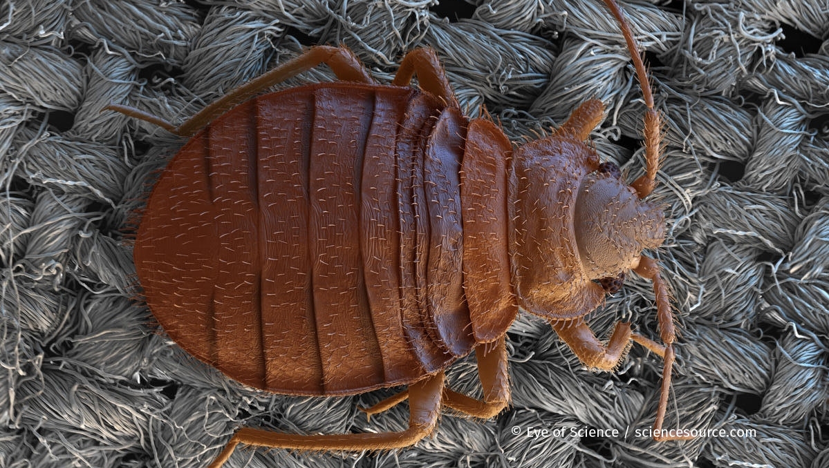 ScienceSource's tweet image. Bed Bug on Sheet
Microscope image of a bed bug (Cimex lectularius). This parasite feeds by night on domestic animals and humans. During the day bed bugs hide in crevices. Scanning Electron Microscope
© Eye of Science/cciencecource.com 
#bedbug #bedbugs #microscopy #cimix