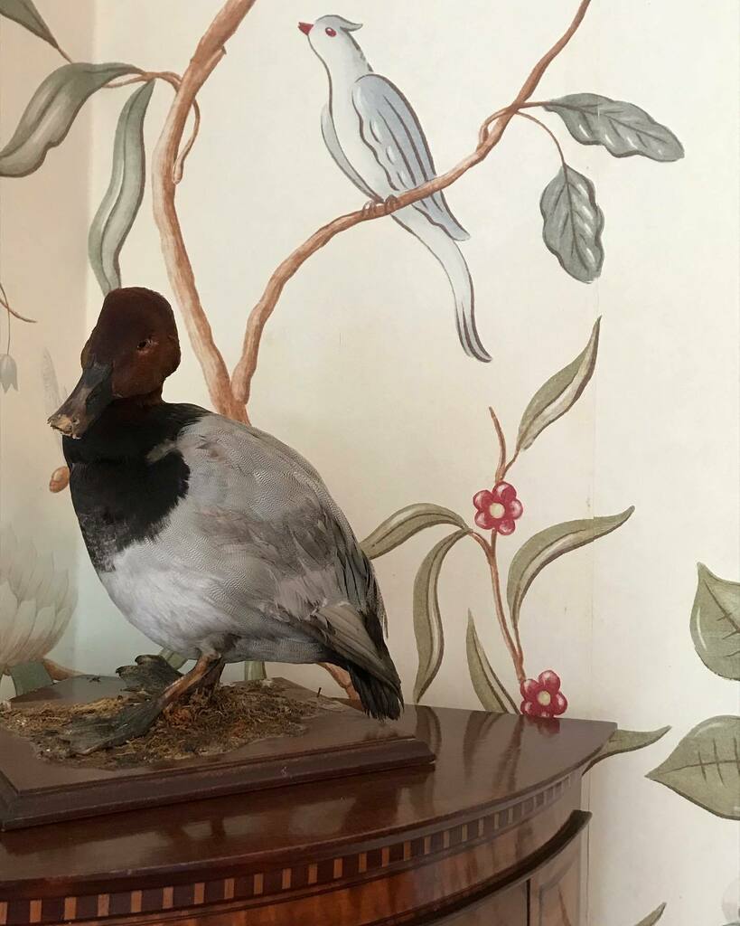 Birds @kippilaw_house #interiordesign #scottishborders #scottishhomes #birds #taxidermy #wallpaper instagr.am/p/CeReYhggGPj/