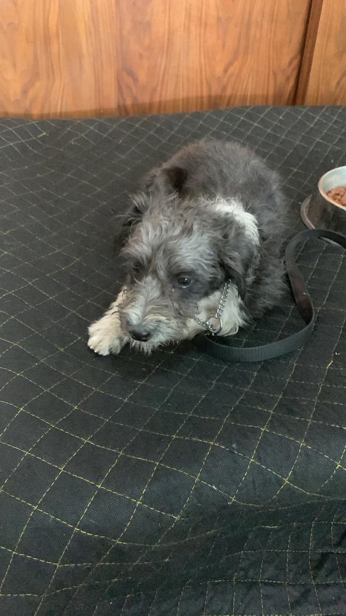 gabygard's tweet photo. Encontré perrito en claz. De las  águilas por la altura de parisina, está muy espantado@PORLASAGUILAS @En_LasAguilas @LasAguilasCDMX @LomasAguilas Buscamos a sus dueños @PrrosPerdidosMX https://t.co/ik0p049Q9h