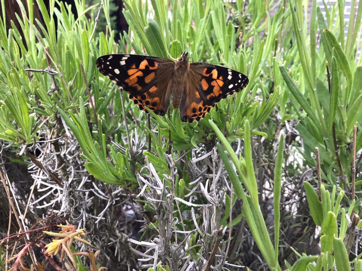 CricketsStf's tweet photo. Look what we let go on Friday- 5 beautiful Painted Lady butterflies! We’ve watched them grow from tiny caterpillars… https://t.co/zy5TmPSxjp