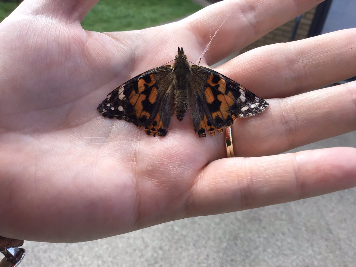 CricketsStf's tweet photo. Look what we let go on Friday- 5 beautiful Painted Lady butterflies! We’ve watched them grow from tiny caterpillars… https://t.co/zy5TmPSxjp