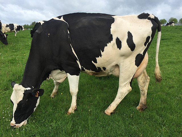 AgHank_1's tweet photo. Ranking Of States With The Most Milk Cows
1. California
2. Wisconsin
3. Idaho
4. Texas
5. New York.
Roughly 52% of the milk cows in the U.S. come from these 5 states..
https://t.co/f6CJRGMHGf
#cattle #aghank #dairy #dairycows #milkcows #milk https://t.co/3PgrOeCngy