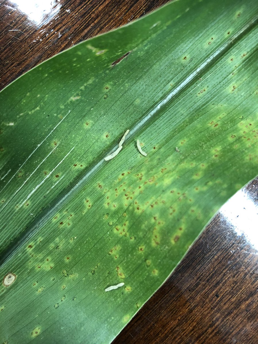 bobkemerait's tweet image. And just like that..southern corn rust found and confirmed in SE Georgia, Wayne County this afternoon.  Early-planted corn (R3-R4 stage).  This is first confirmation of southern rust in GA in 2022. This early find indicates much of the corn in south GA is at risk. UGA Extension.
