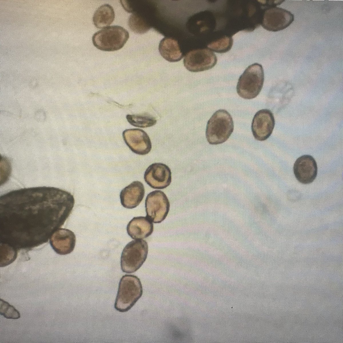 And just like that..southern corn rust found and confirmed in SE Georgia, Wayne County this afternoon.  Early-planted corn (R3-R4 stage).  This is first confirmation of southern rust in GA in 2022. This early find indicates much of the corn in south GA is at risk. UGA Extension.
