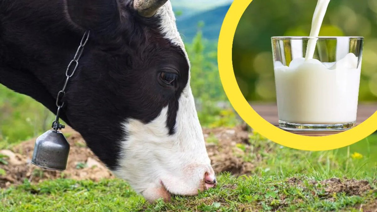 MumararunguDia1's tweet photo. As we enter a new month June celebrating #WorldMilkDay2022 it's the perfect time to appreciate the effort of dairy farmers. Whereas in #Rwanda we treasure the impact of the Girinka program; which has benefited many
#nutrition, #cropprodution, #income at the household level. https://t.co/Tke0pKWQO3