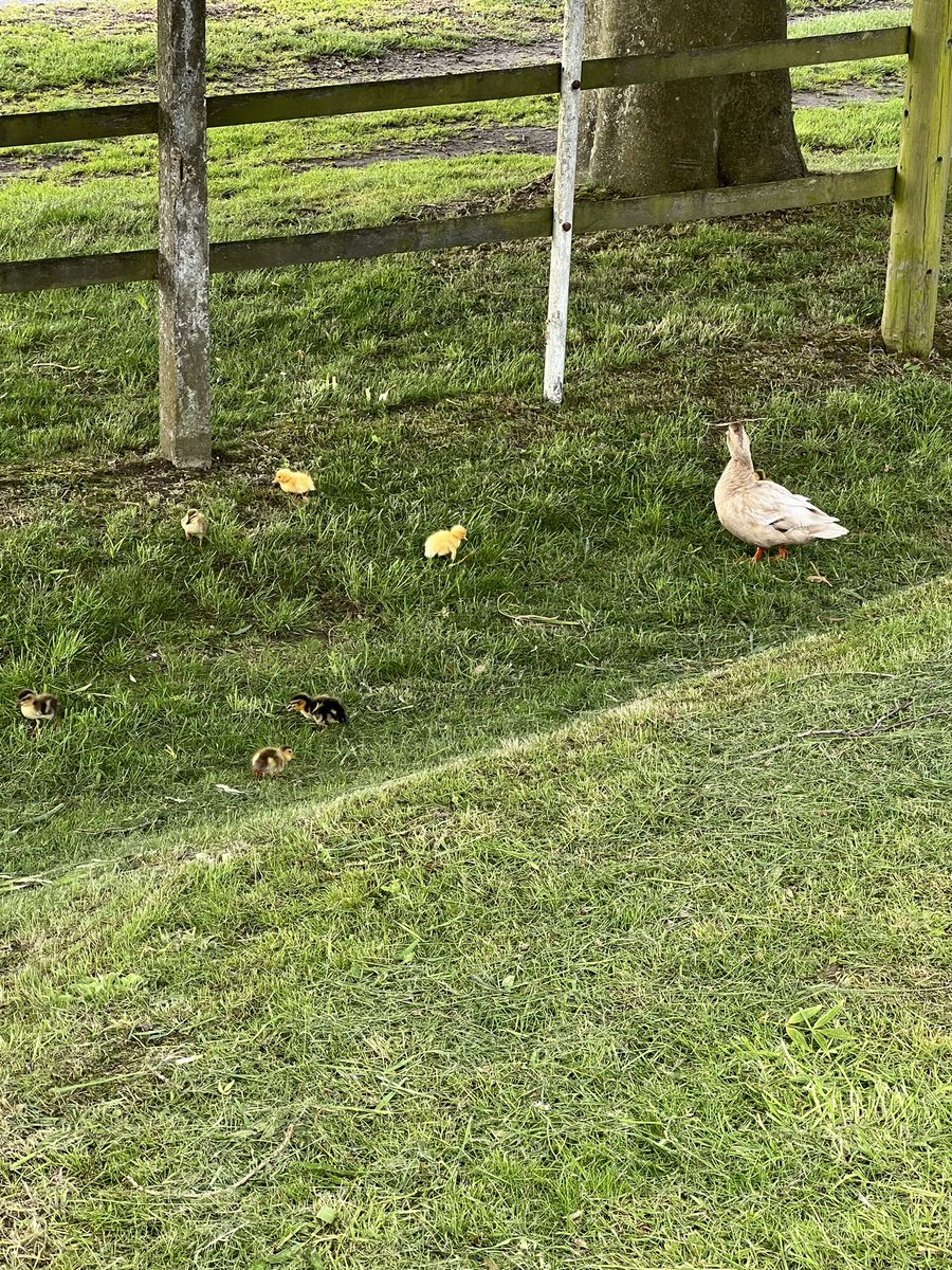 kim32111's tweet photo. Mother and her baby ducklings #yellow #ducklings #spring #ducks #newbourne https://t.co/2cYOpVT1ZM