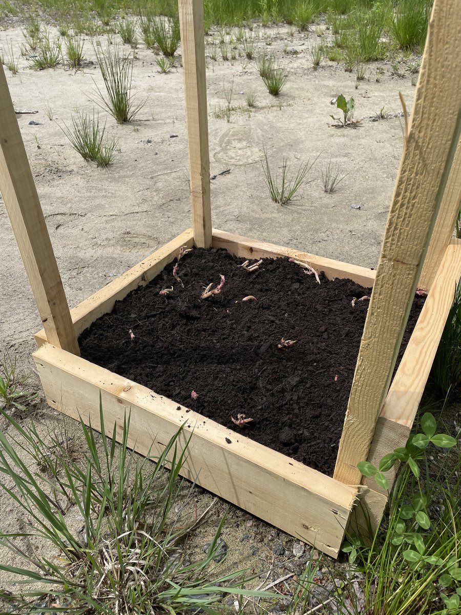 LFrostWrites's tweet photo. With a little creativity and tenacity, one can take root in even the most challenging environment.
#potatobox #gardening https://t.co/uLAye5BV8g