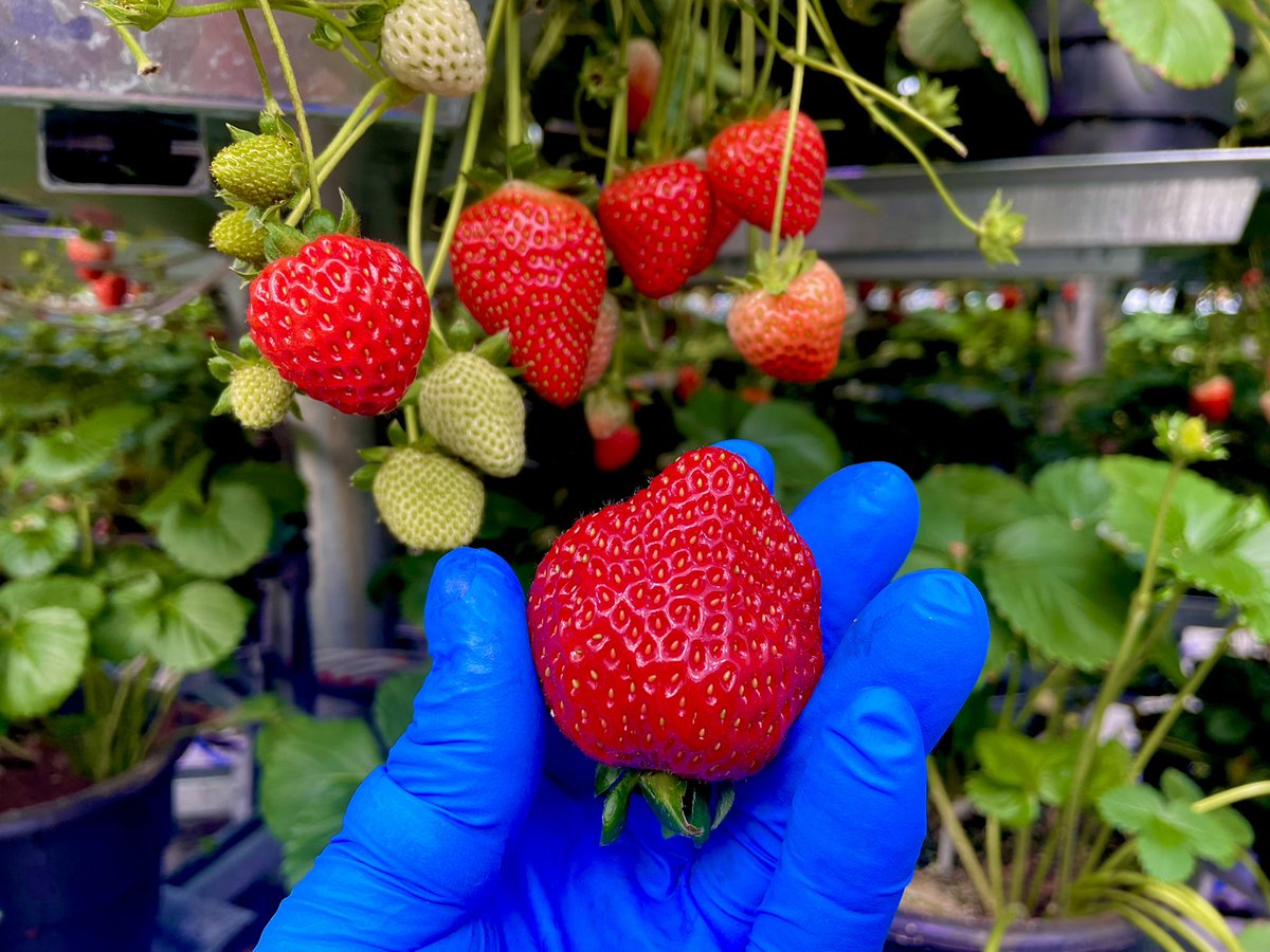 NBrusatore's tweet photo. Affinoria Fragaria !!
The Imperfect ! Perfection !!! Experience Affinor Growers Inc Strawberries.        They are more than just another strawberry 🍓 another load heading out the door. https://t.co/bbon4hifg8