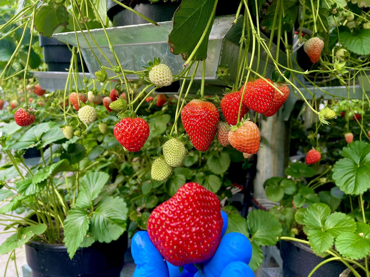 NBrusatore's tweet photo. Affinoria Fragaria !!
The Imperfect ! Perfection !!! Experience Affinor Growers Inc Strawberries.        They are more than just another strawberry 🍓 another load heading out the door. https://t.co/bbon4hifg8