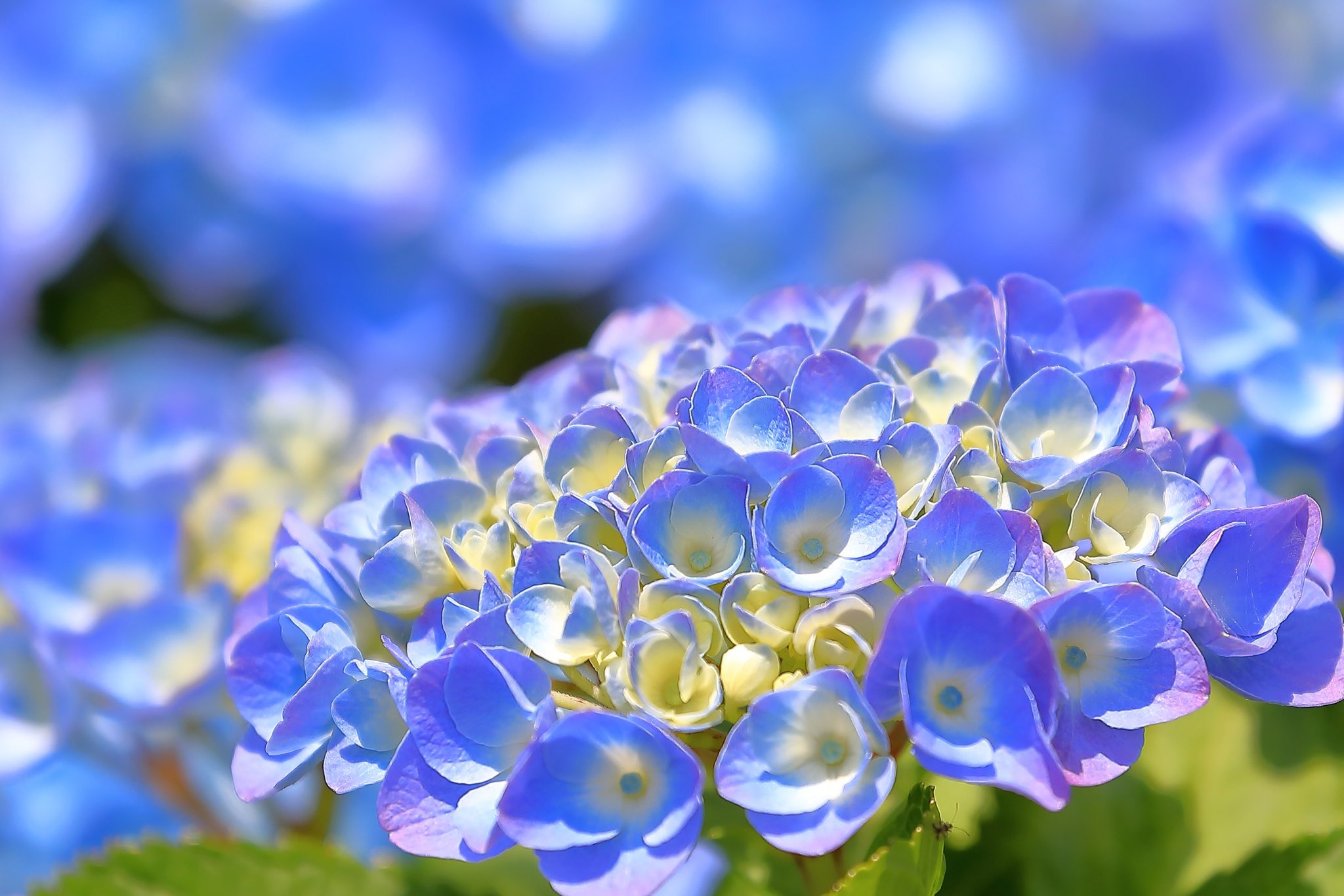 Fortune Look 七変化 紫陽花の別名 此れからの季節 どんな変化を 見せてくれるか 楽しみですね 花が好きな人と繋がりたい 花好きな人と繋がりたい はなまっぷ Flowers Flower T Co Bgfhlkc6yv Twitter