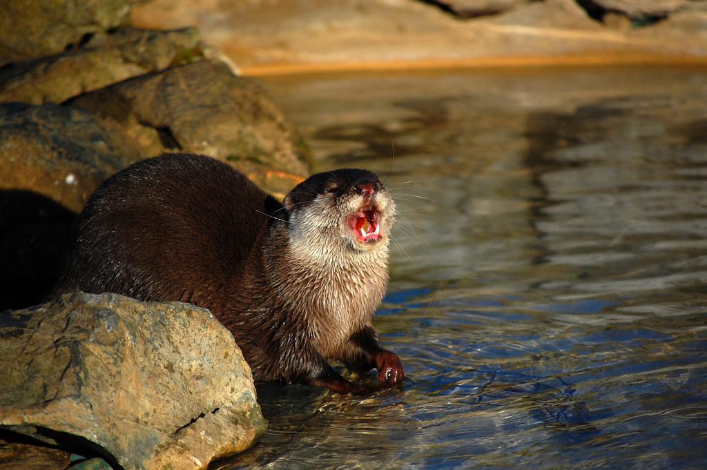 djmetaverse's tweet image. An African Otter and a Polar Bear together just don't make sense

#MetaverseCleaning: 
#KingofKings
#RemoveThem
#Get #TF #Out
#Nazis
