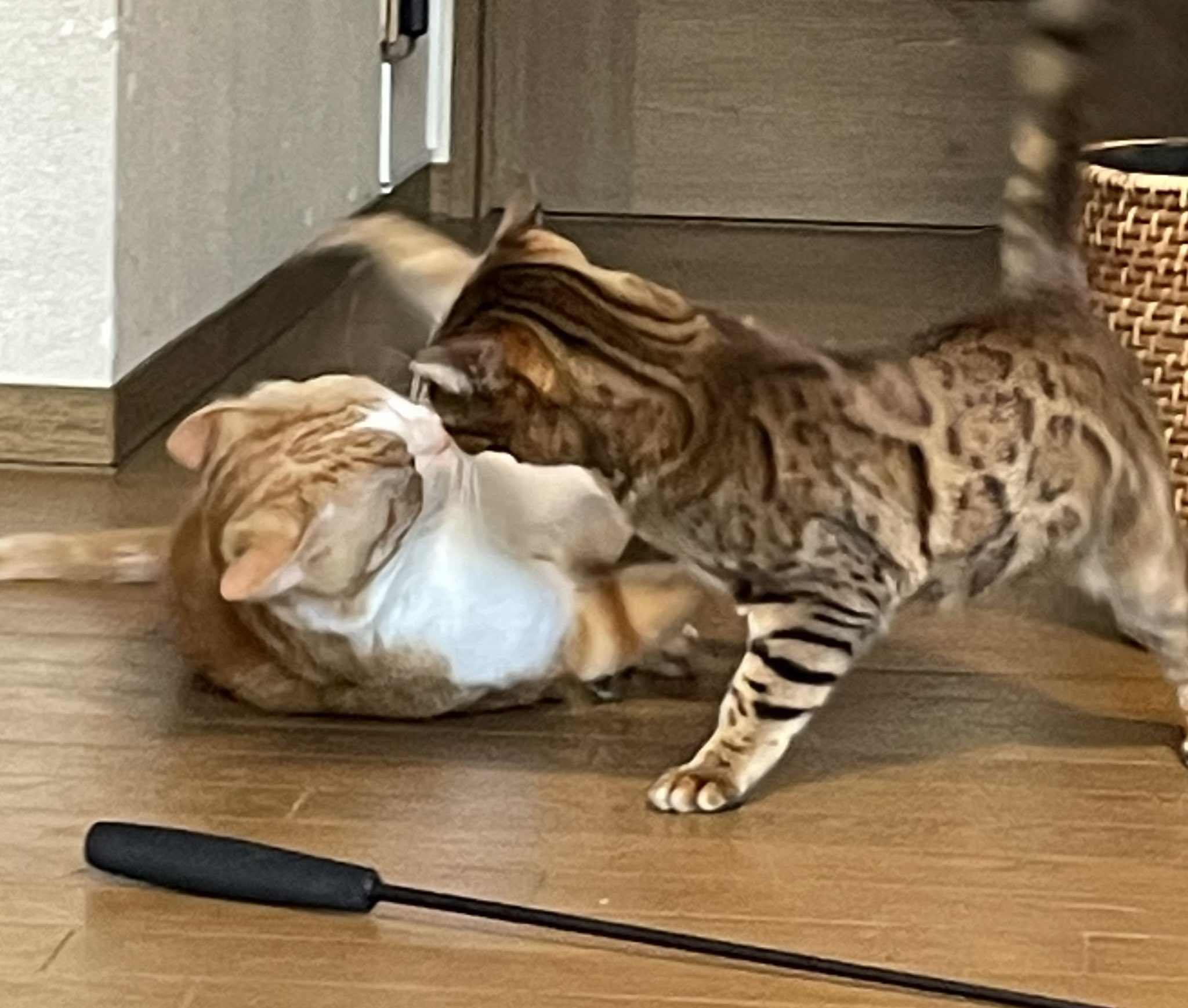 猫喧嘩 Twitter Search Twitter