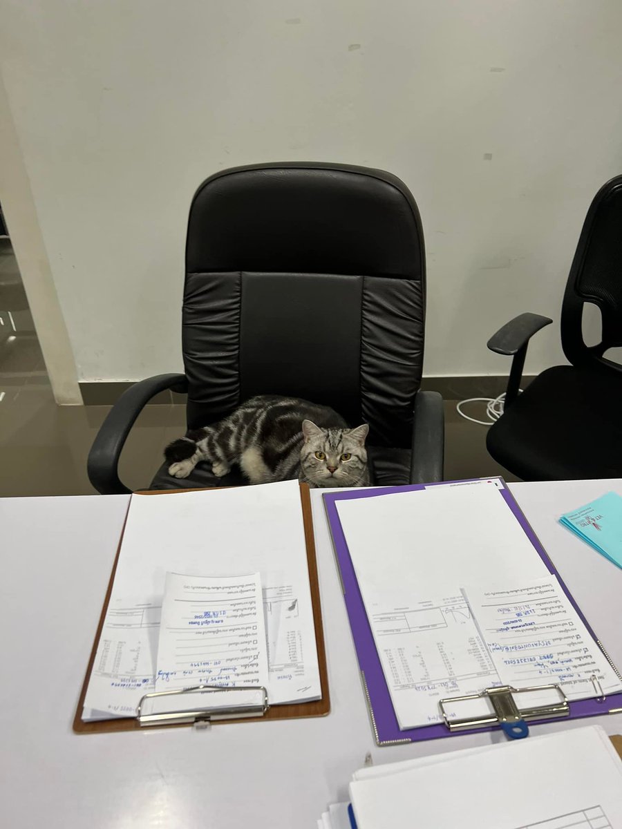 CatWorkers's tweet photo. (Entei the cat, who works part-time at a vet's office in Thailand.) https://t.co/tHgM2CcQ1K