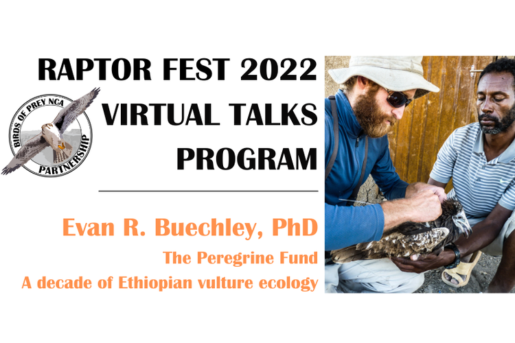 Tune in virtually on June 2 at 3 pm Mountain Time to see our own Dr. Evan Buechley present on 'A decade of Ethiopian vulture ecology' at the Birds of Prey NCA Partnership's Raptor Fest Visit the Raptor Fest website to sign up: ow.ly/R9a550JnCWF