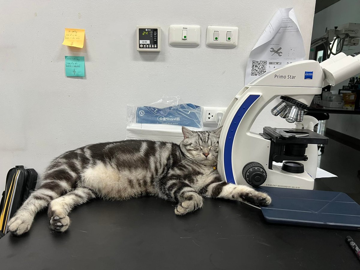 CatWorkers's tweet photo. (Entei the cat, who works part-time at a vet's office in Thailand.) https://t.co/tHgM2CcQ1K