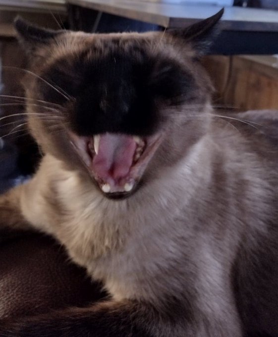 Heyyyyy! Today's my birfday. I'm 7 years old! 😃 https://t.co/P1GKeclLKD