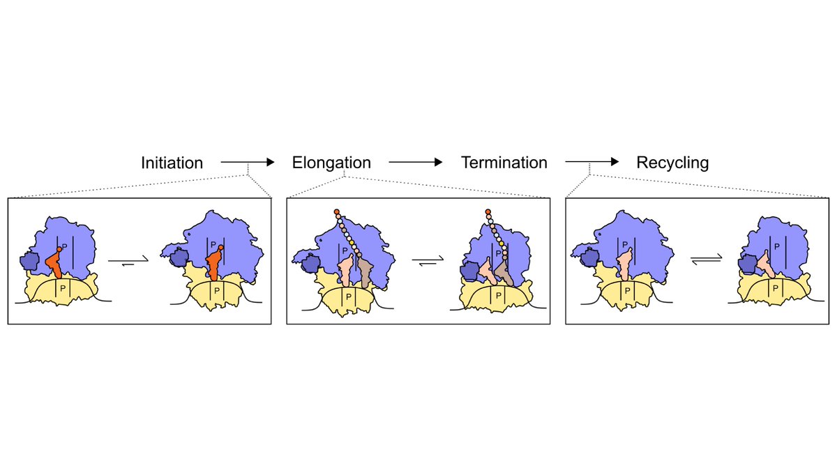 rubenlgonzalez's tweet photo. If you're attending #RNA22, make sure to stop by tonight's poster session and check out @KorakRay's poster, # PS1-166. He'll tell you all about how the ribosome uses an energetic principle known as "entropic tuning" to drive and regulate translation! https://t.co/zEr3RuU9cO