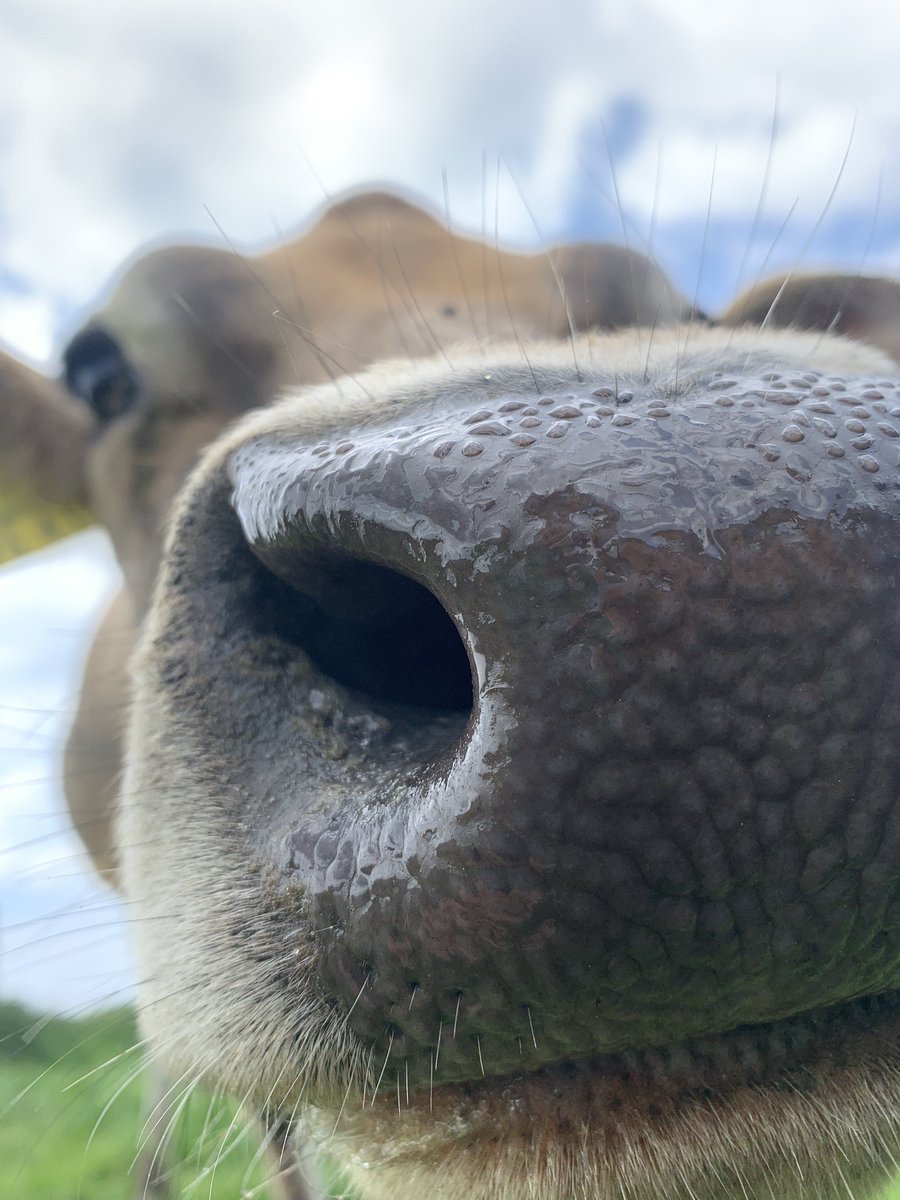 Happy world milk day! 😃 Milk is a staple in the diets of many people all over the world. We rely on milk and its products practically every day, whether we're sipping a glass of milk or consuming a variety of dairy products. Milk's worldwide significance is unimaginable.