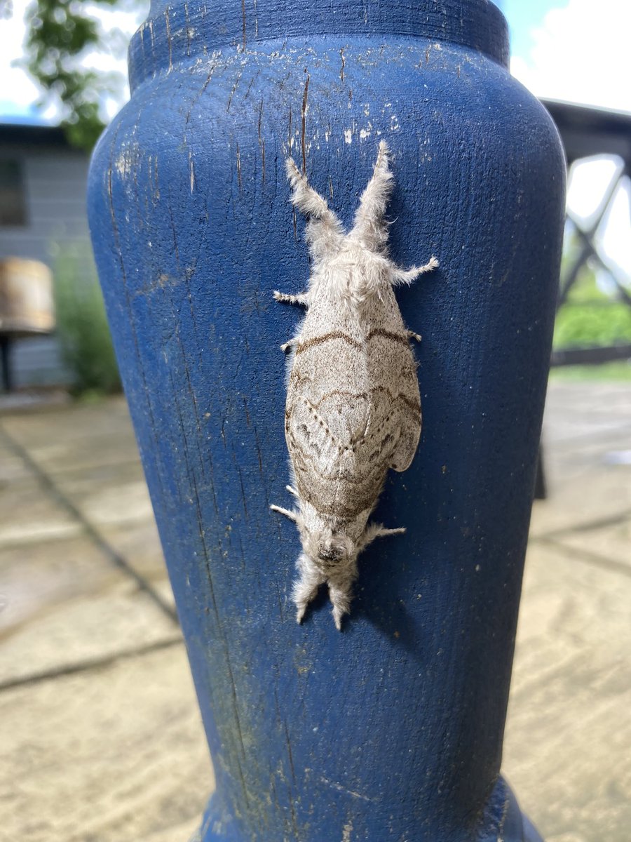 Amy Coulthard (@coulthardamy) on Twitter photo This time of year is great for moth spotting, this pair of Pale tussock moths were enjoying each other’s company in my back garden #30DaysWild <a href="/avonwt/">Avon Wildlife Trust</a> This time of year is great for moth spotting, this pair of Pale tussock moths were enjoying each other’s company in my back garden #30DaysWild <a href="/avonwt/">Avon Wildlife Trust</a>