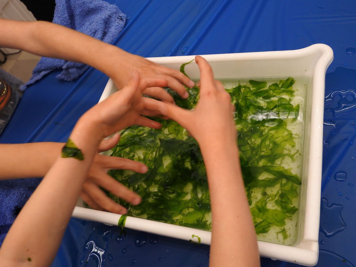 BioDivDay's tweet image. Is there anything more fun than touching algae from the sea? 

The Marine Invertebrates Collection at UC Davis offered this fun activity on a previous Biodiversity Museum Day.

#UCDavis #BiodiversityMuseumDay