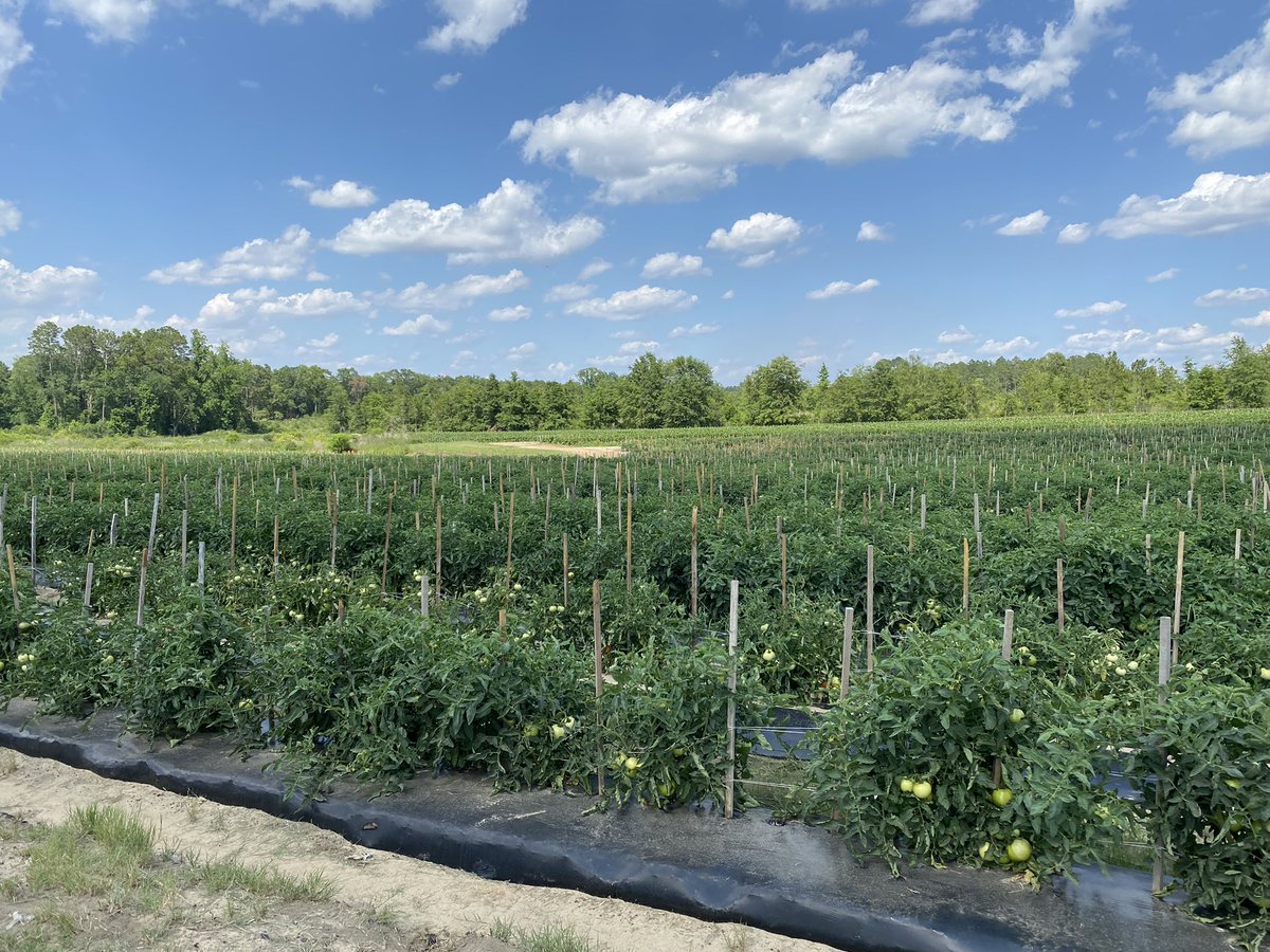 nplace01's tweet photo. Meeting with @RepresentativeSamWatson and his family at #ChillC Farm. Great job at both politics and agriculture! @GFVGA @UGA_CollegeofAg https://t.co/tAB6smxDLd