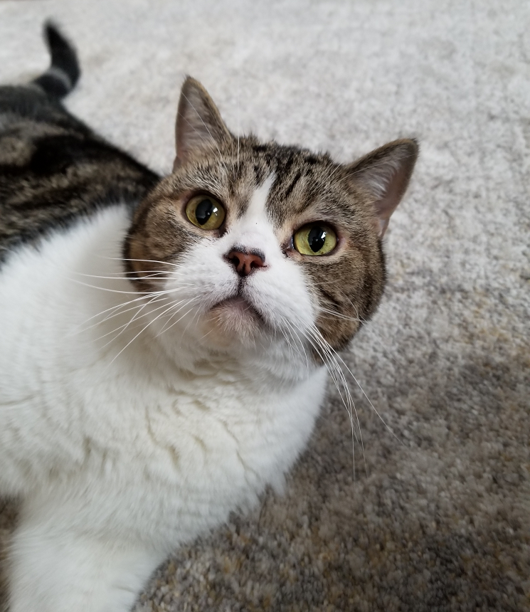 D3vilSquirrel's tweet photo. @Lylli More pets please https://t.co/g3ZTcXYCds